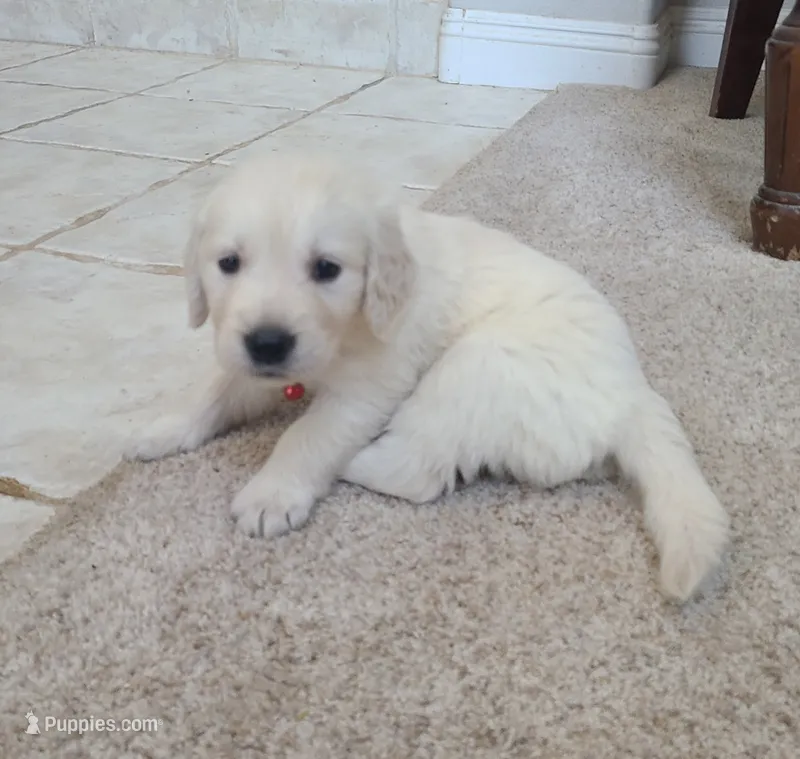 AKC red male  – Golden Retriever puppy for sale in Chino, CA
