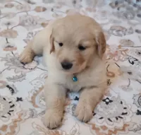 AKC blue female, a female Golden Retriever for sale in Chino, CA – 3 of 6