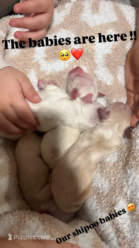 Male puppy 1, a male Maltipoo and Shihpoo for sale in Chino, CA – Photo 1 of 3