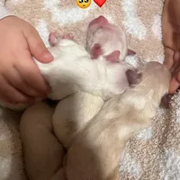 Last boy to reserve (obo), a male Maltipoo and Shihpoo for sale in Chino, CA – Photo 2 of 8