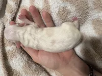 Male 1 (obo), a male Maltipoo and Shihpoo for sale in Chino, CA – Photo 5 of 8