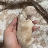 Last boy to reserve (obo), a male Maltipoo and Shihpoo for sale in Chino, CA – Photo 7 of 8