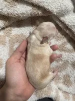 Male 1 (obo), a male Maltipoo and Shihpoo for sale in Chino, CA – Photo 7 of 8