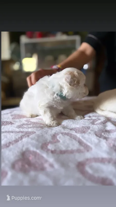 Last boy (obo) – Maltipoo, Shihpoo puppy for sale in Chino, CA