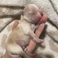 Last boy to reserve (obo), a male Maltipoo and Shihpoo for sale in Chino, CA – Photo 4 of 8