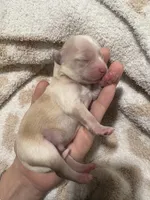 Male 1 (obo), a male Maltipoo and Shihpoo for sale in Chino, CA – Photo 4 of 8