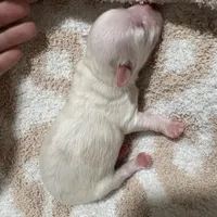 Last boy to reserve (obo), a male Maltipoo and Shihpoo for sale in Chino, CA – Photo 6 of 8