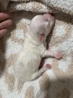 Male 1 (obo), a male Maltipoo and Shihpoo for sale in Chino, CA – Photo 6 of 8