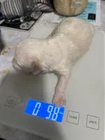 Last boy to reserve , a male Maltipoo and Shihpoo for sale in Chino, CA – Photo 7 of 8