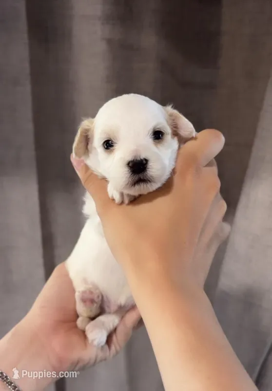 Last boy to reserve  – Maltipoo, Shihpoo puppy for sale in Chino, CA