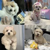 Last boy to reserve (obo), a male Maltipoo and Shihpoo for sale in Chino, CA – Photo 8 of 8