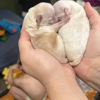 Last boy to reserve (obo), a male Maltipoo and Shihpoo for sale in Chino, CA – Photo 1 of 8