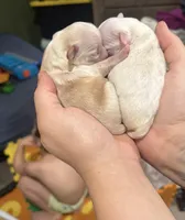 Male 1 (obo), a male Maltipoo and Shihpoo for sale in Chino, CA – Photo 1 of 8