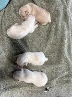 Last boy to reserve , a male Maltipoo and Shihpoo for sale in Chino, CA – Photo 8 of 8