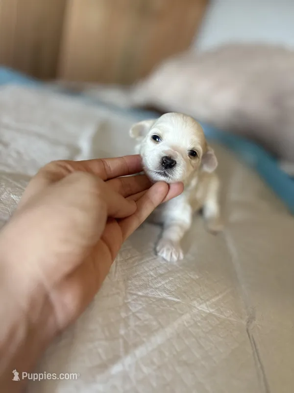 Last boy to reserve  – Maltipoo, Shihpoo puppy for sale in Chino, CA
