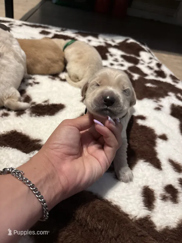 Black band  – Golden Retriever puppy for sale in Chino, CA