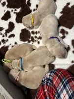 Lime green band , a female Golden Retriever for sale in Chino, CA – 2 of 2