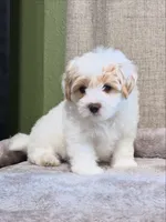 Male (take me home today), a male Maltipoo and Shihpoo for sale in Chino, CA – 2 of 10