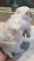 Male (7-10 pds), a male Maltipoo and Shihpoo for sale in Chino, CA – 2 of 10