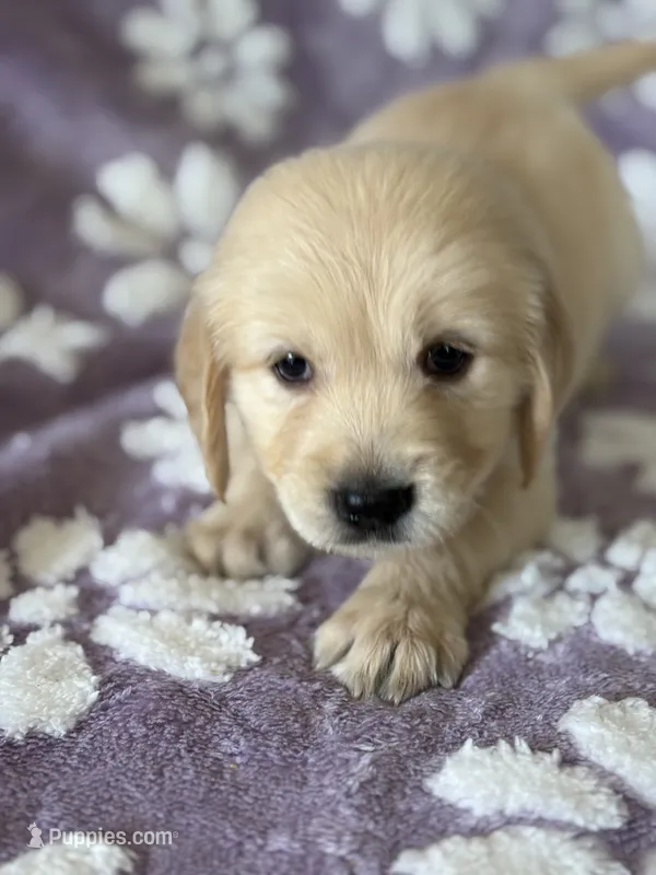 Lime green band  – Golden Retriever puppy for sale in Chino, CA