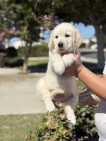Pink band , a female Golden Retriever for sale in Chino, CA – 2 of 10
