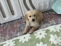 Neon green (lime green), a female Golden Retriever for sale in Chino, CA – 7 of 7