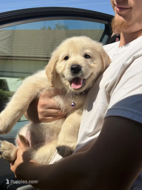 Purple  – Golden Retriever puppy for sale in Chino, CA