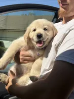 Purple , a female Golden Retriever for sale in Chino, CA – 1 of 4