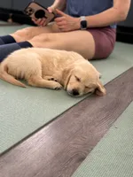 Neon green (lime green), a female Golden Retriever for sale in Chino, CA – 3 of 7