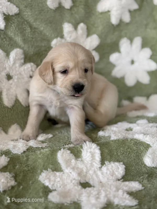 Turquoise  band – Golden Retriever puppy for sale in Chino, CA