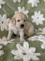 Turquoise  band, a female Golden Retriever for sale in Chino, CA – 1 of 6