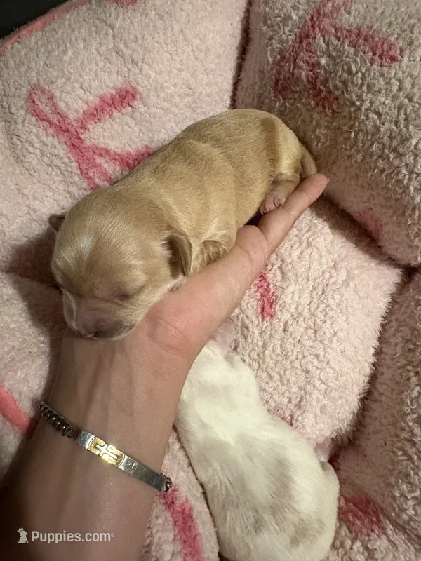 Dark tan female  – Maltipoo, Shihpoo puppy for sale in Chino, CA