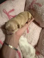 Dark tan female , a female Maltipoo and Shihpoo for sale in Chino, CA – 1 of 10