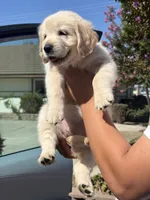 Purple , a female Golden Retriever for sale in Chino, CA – 2 of 4