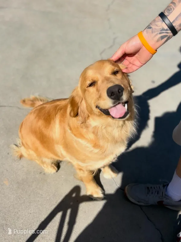 Yellow (read description) OFA/genetic tested – Golden Retriever puppy for sale in Chino, CA