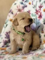 Green collar, a male Golden Retriever for sale in Chino, CA – Photo 3 of 6
