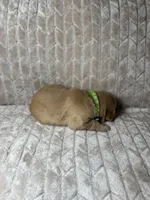 Green collar, a male Golden Retriever for sale in Chino, CA – Photo 4 of 4