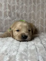 Green collar, a male Golden Retriever for sale in Chino, CA – Photo 3 of 4