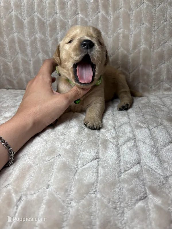Green collar – Golden Retriever puppy for sale in Chino, CA