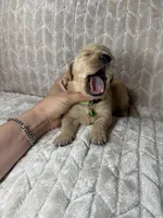 Green collar, a male Golden Retriever for sale in Chino, CA – Photo 2 of 4
