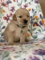 Green collar, a male Golden Retriever for sale in Chino, CA – Photo 2 of 6