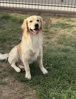 Green collar, a male Golden Retriever for sale in Chino, CA – Photo 4 of 6
