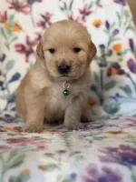 Green collar, a male Golden Retriever for sale in Chino, CA – Photo 1 of 6