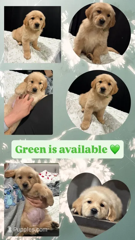 Green collar – Golden Retriever puppy for sale in Chino, CA