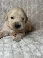 Orange collar , a male Golden Retriever for sale in Chino, CA – Photo 5 of 8