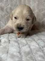 Orange collar , a male Golden Retriever for sale in Chino, CA – Photo 2 of 8