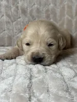 Orange collar , a male Golden Retriever for sale in Chino, CA – Photo 8 of 8