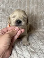 Orange collar , a male Golden Retriever for sale in Chino, CA – Photo 7 of 8