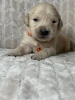 Orange collar , a male Golden Retriever for sale in Chino, CA – Photo 3 of 8