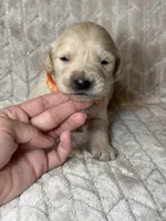 Orange collar , a male Golden Retriever for sale in Chino, CA – Photo 6 of 8